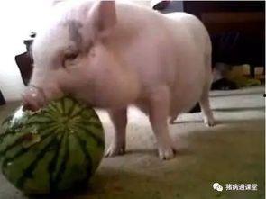 道具 吃瓜猪,揭秘神秘道具背后的神奇力量