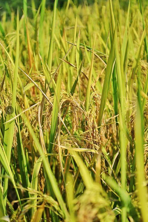 黄子稻大号吃瓜,揭秘娱乐圈幕后故事