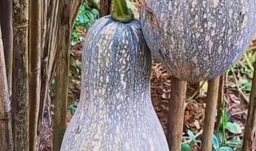 草药君吃瓜视频,揭秘草药界的趣味故事与实用知识