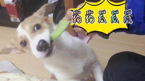 狗狗吃瓜的音乐,音乐中的欢乐时光